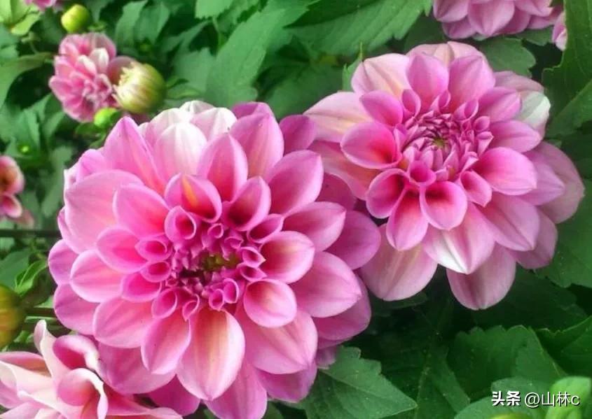 鲜花五彩缤纷争奇斗艳,最美鲜花一年四季都在争艳怒放