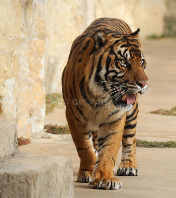 秦岭，远去的虎啸（之五）