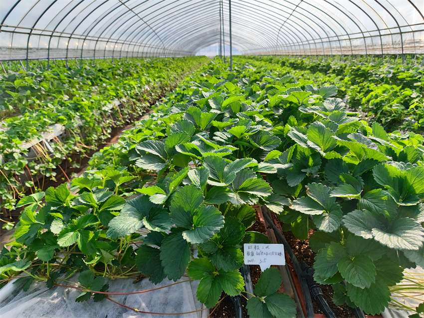 万企兴万村行动示范实践基地,万企兴万村行动案例