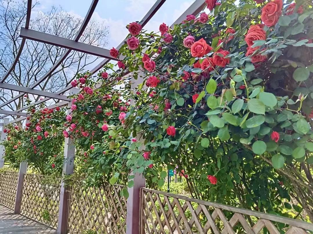 成都五一旅游十大好玩的景点,五一成都有哪些旅游景点