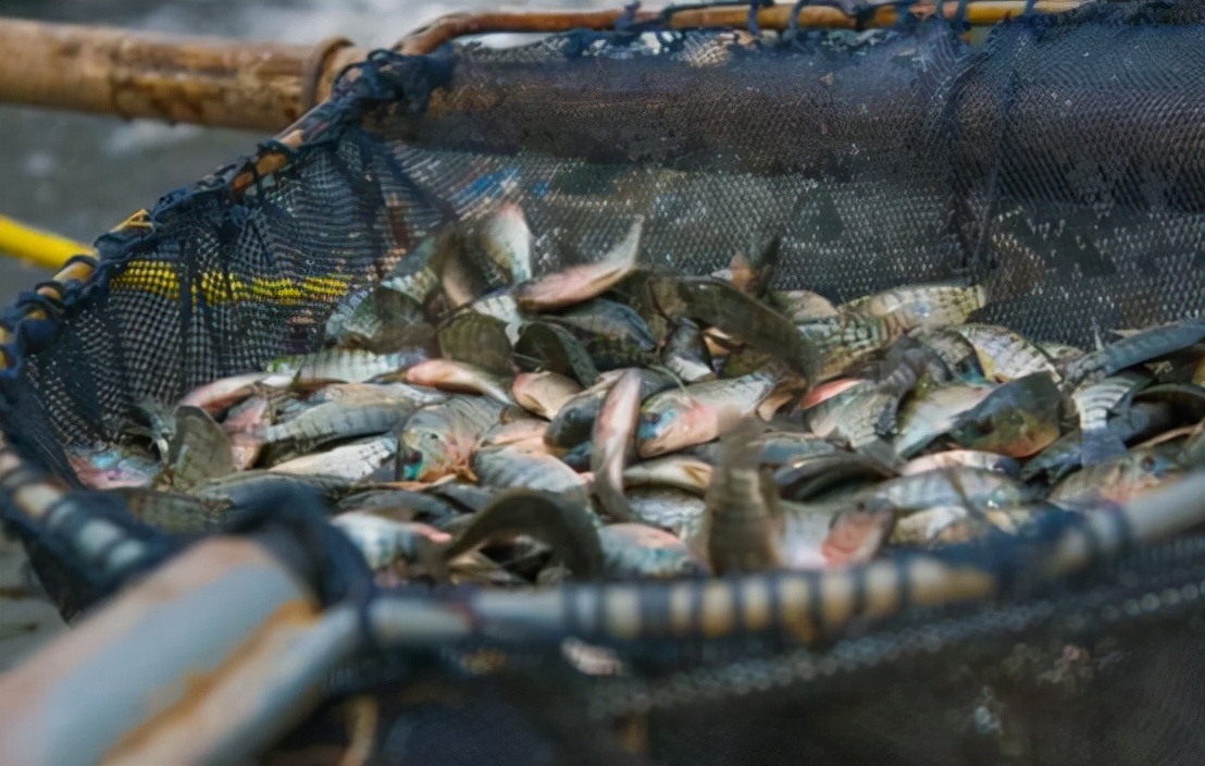 “非洲鲫鱼”入侵我国，对付了它65年仍杀不尽，为何不吃掉它？