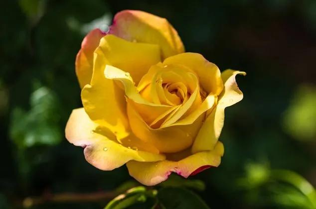 黄玫瑰代表什么含义,黄玫瑰歌曲