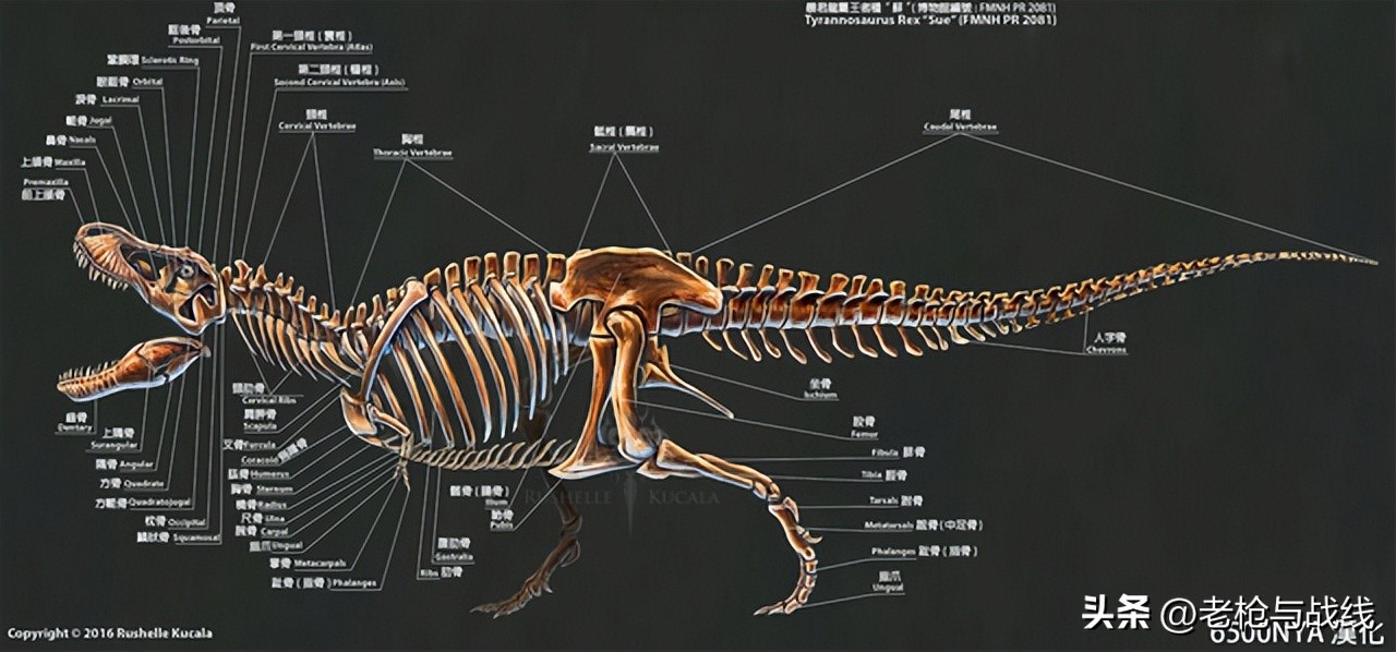 如何制作霸王龙骨架,用硬纸板做霸王龙骨架教程