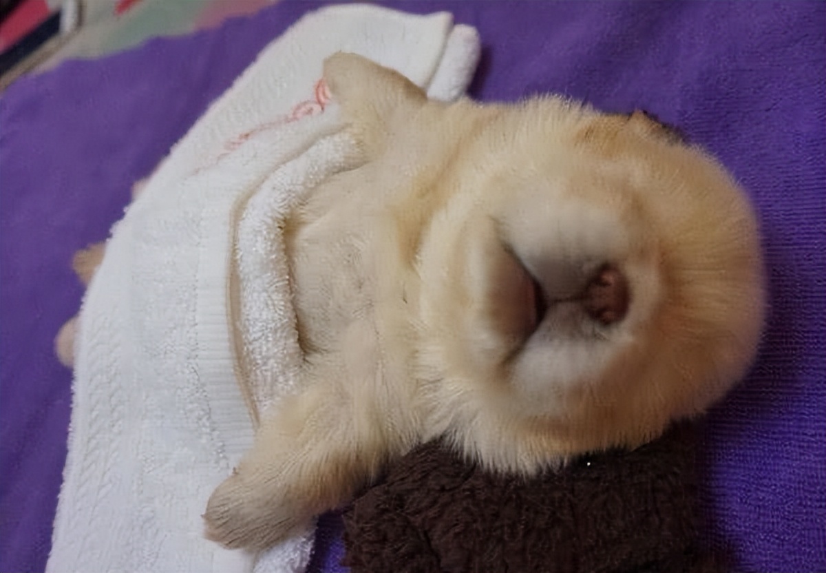 松狮犬有资格养它的人真的不多,松狮犬为什么不建议养