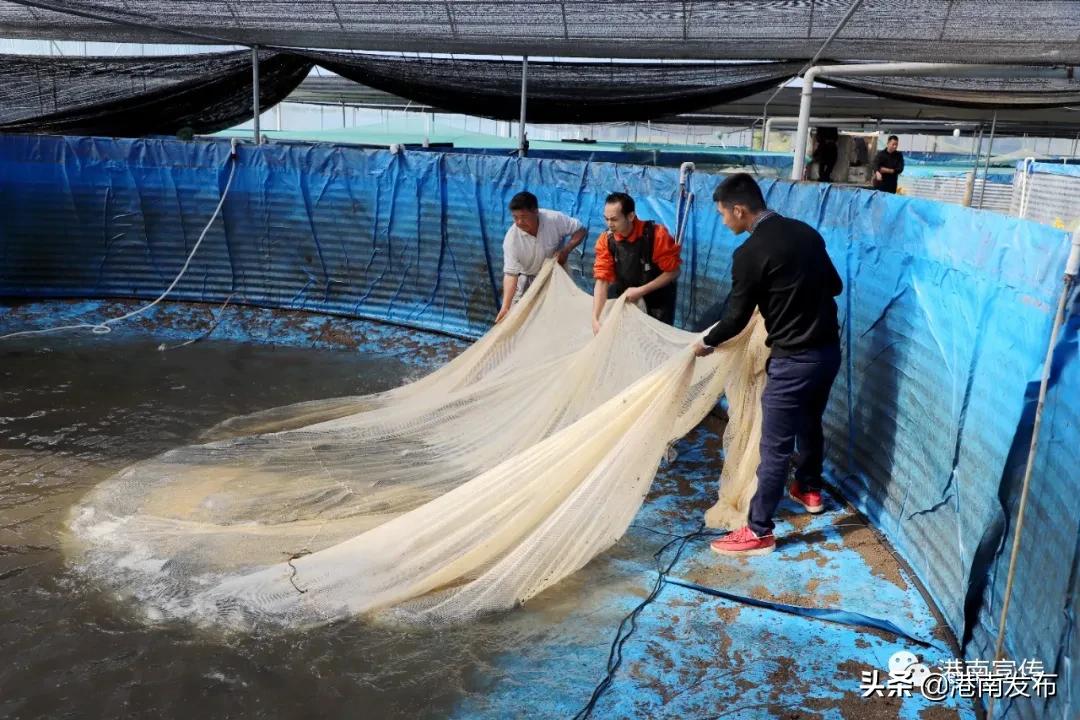 圆桶养殖新模式,致富经圆桶养鱼新模式技术视频