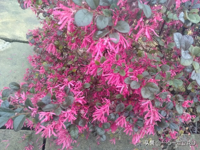 红花继木桩介绍,红花檵木的花语