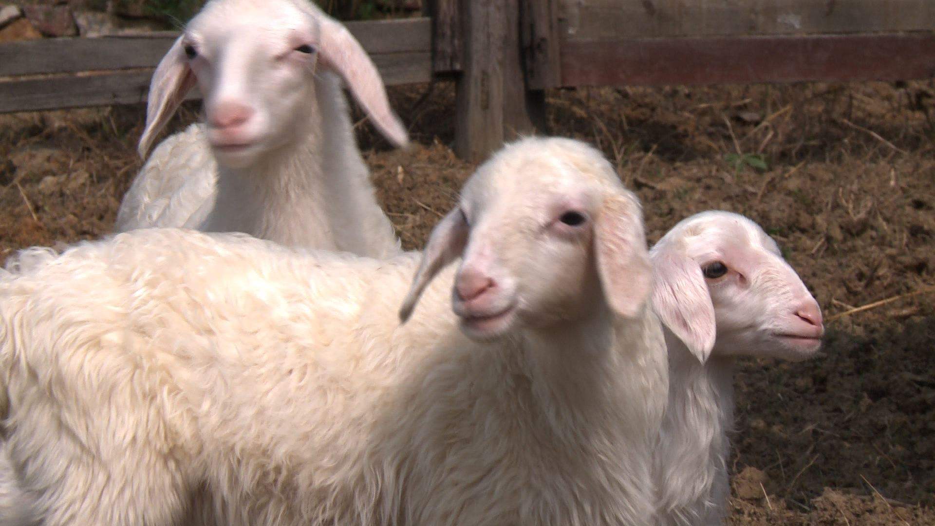 加拿大一枝黄花牛羊吃吗,加拿大一枝黄花给羊吃