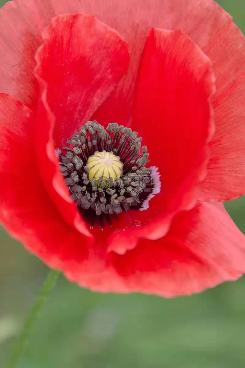 *粟罂**花,珍爱生命,远离*品毒**|花名册No.00076