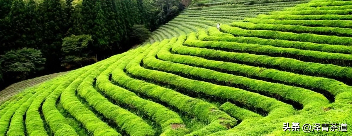 世界十大茶日,国际茶日英文版