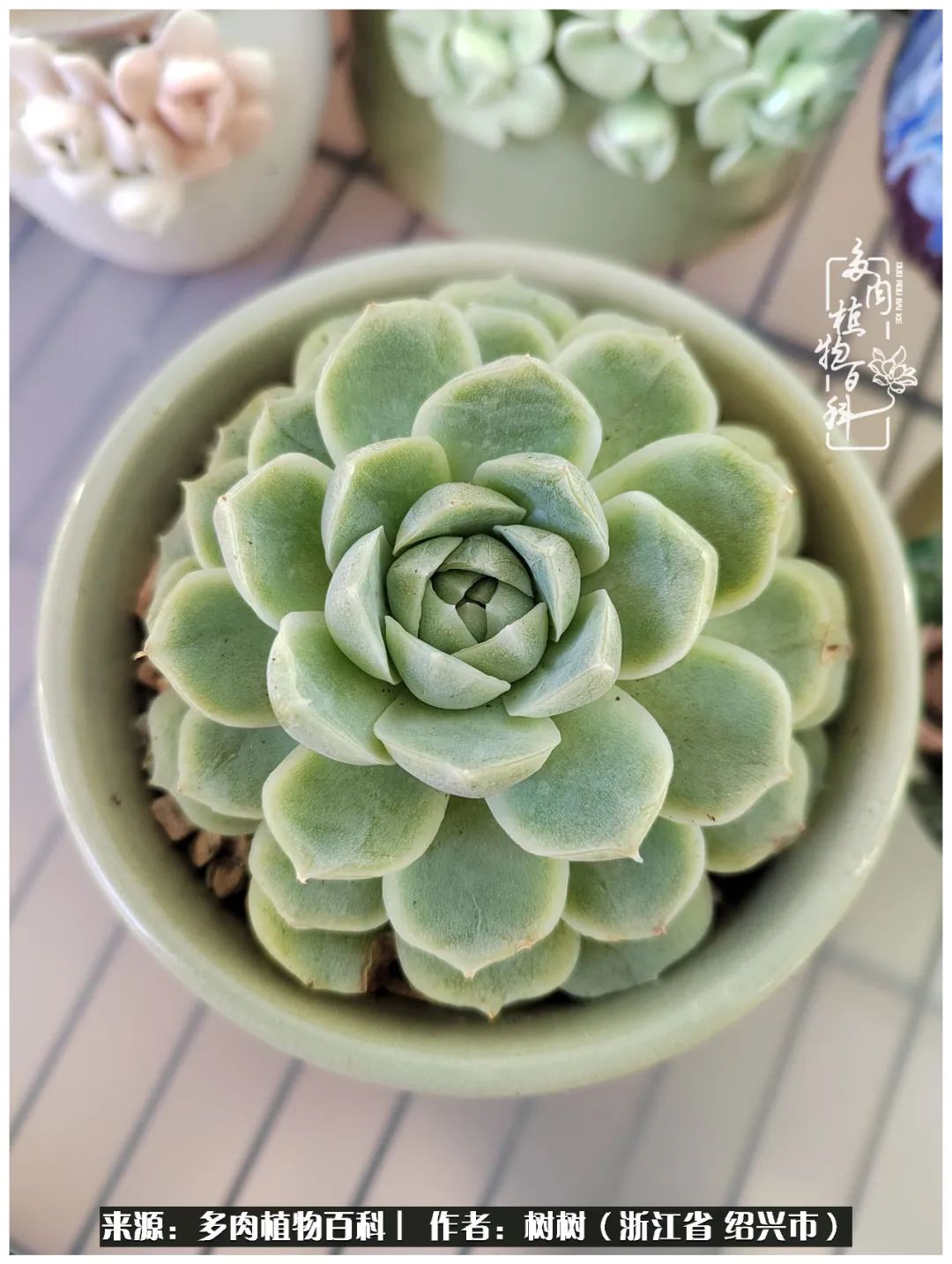 又临寒冬，暖阳下携手肉肉赏姹紫嫣红！