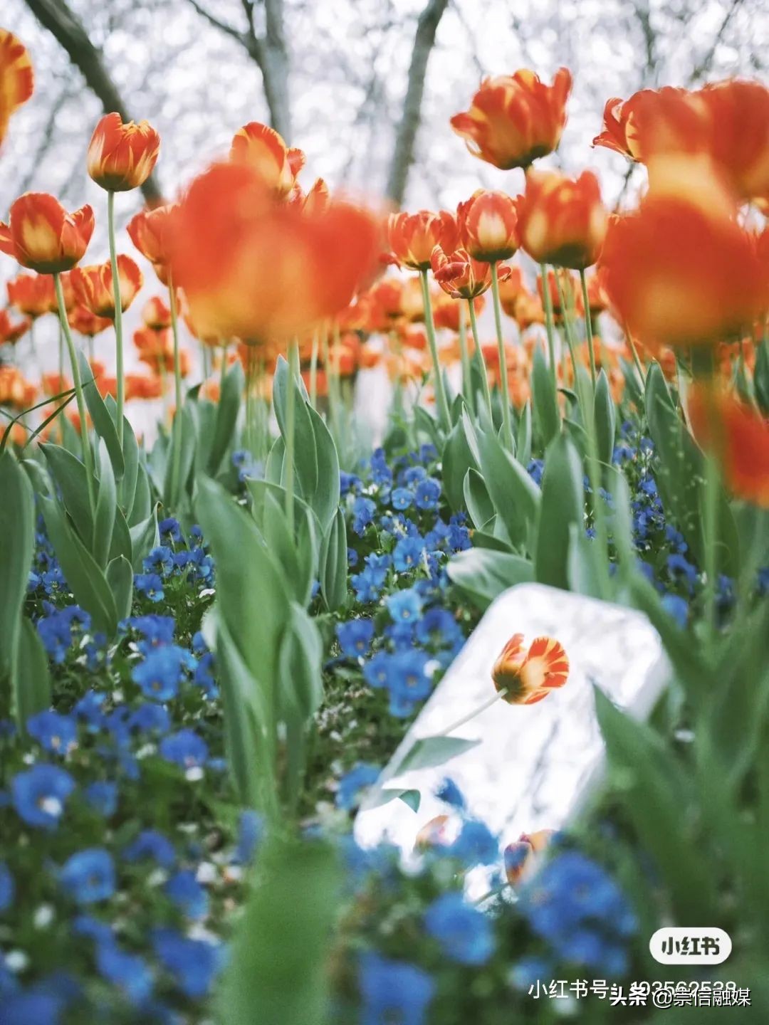 上海的浪漫鲜花,上海最美的鲜花