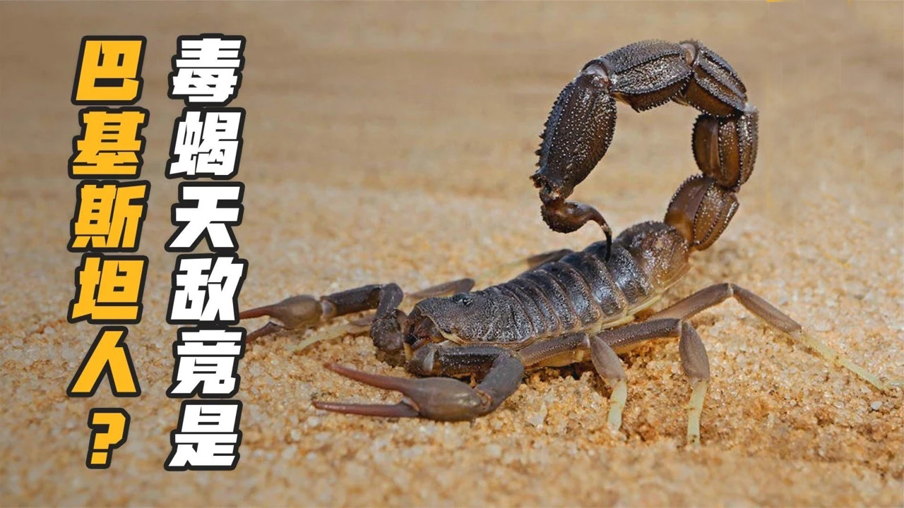 花钱找蝎子蛰，甚至将蝎子当香烟，巴基斯坦人为啥如此钟爱毒蝎子