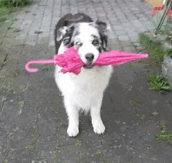 现在的狗狗有多幸福,盘点那些幸福的狗狗