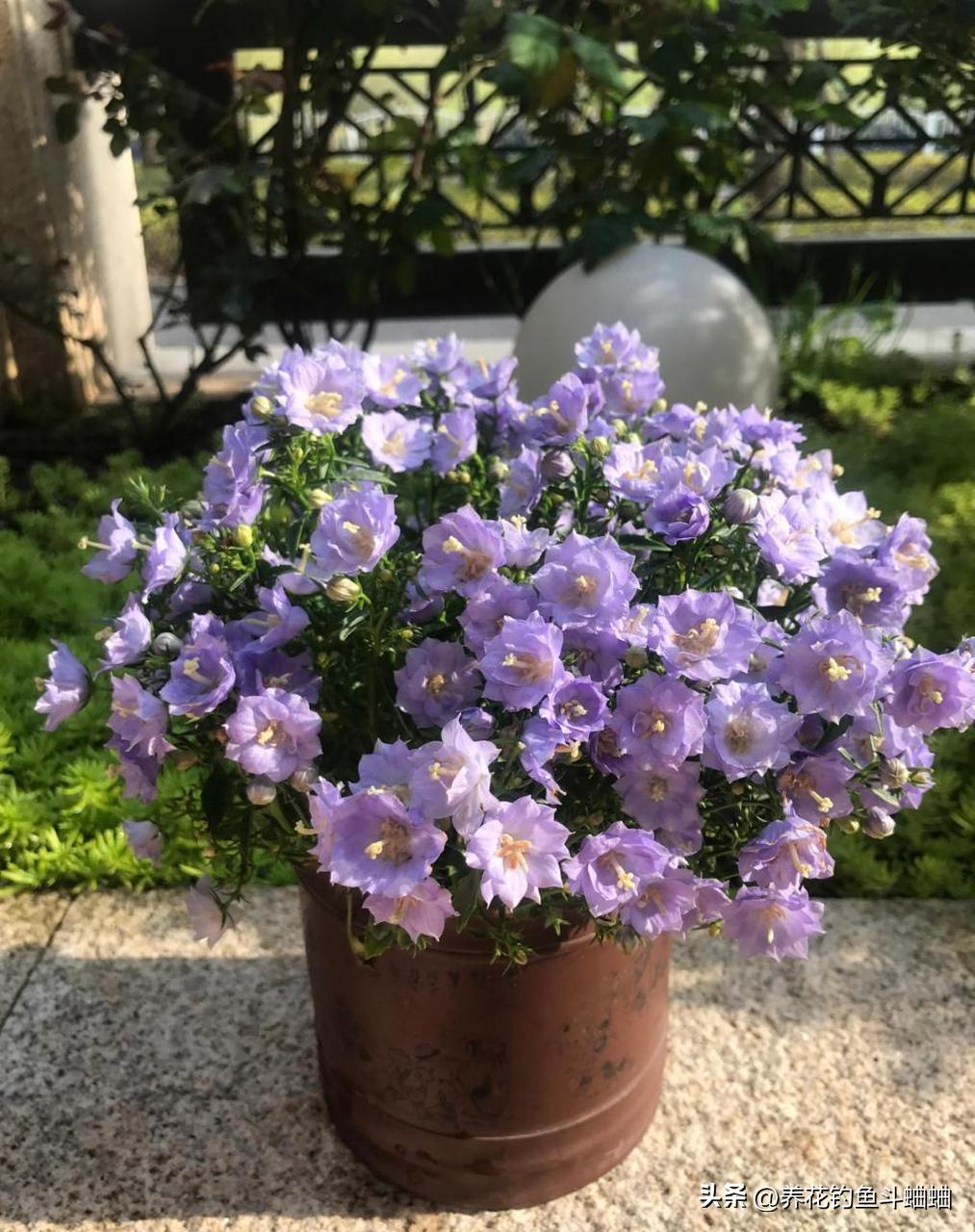 风铃花的养护方法,风铃花的养护视频横向