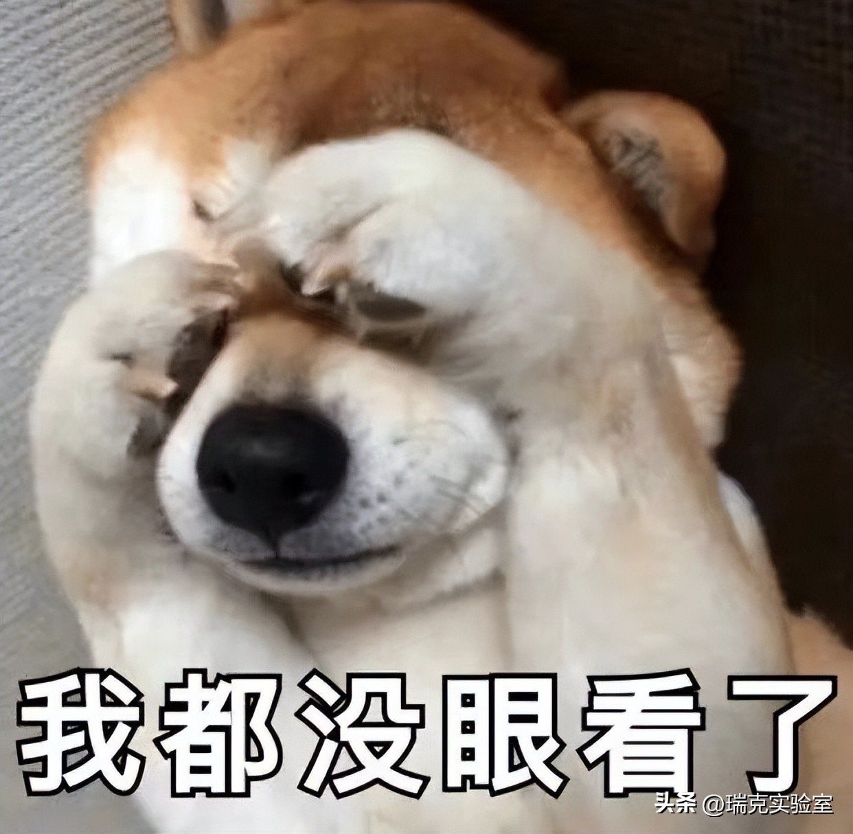 为什么狗狗交配前会先闻屁股，看似尴尬的小动作，却充满科学知识