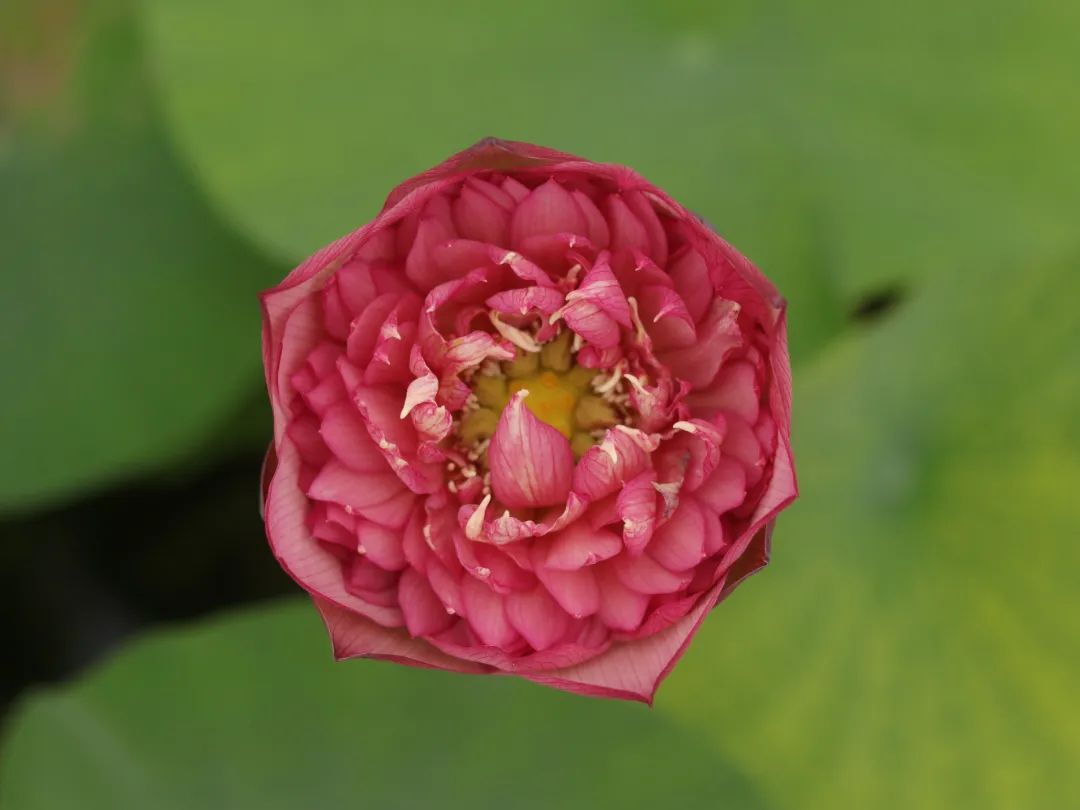 绝美的荷花品种大全图集,超好看荷花品种大型荷花