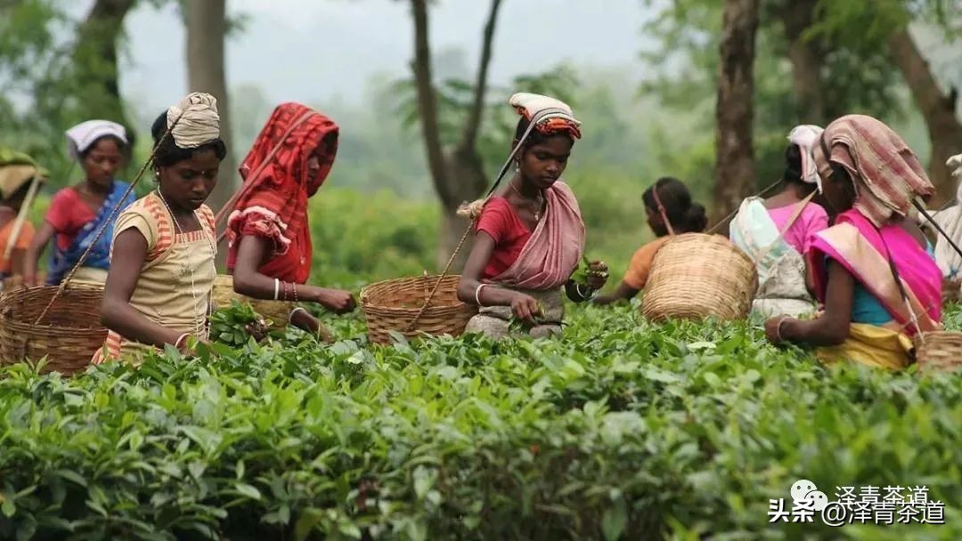 世界十大茶日,国际茶日英文版