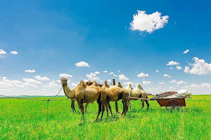 我国必去打卡的草原,呼伦贝尔值得去的草原