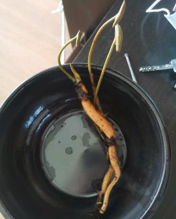 新手碗莲种不好教你一个小技巧,碗莲种藕多久开花