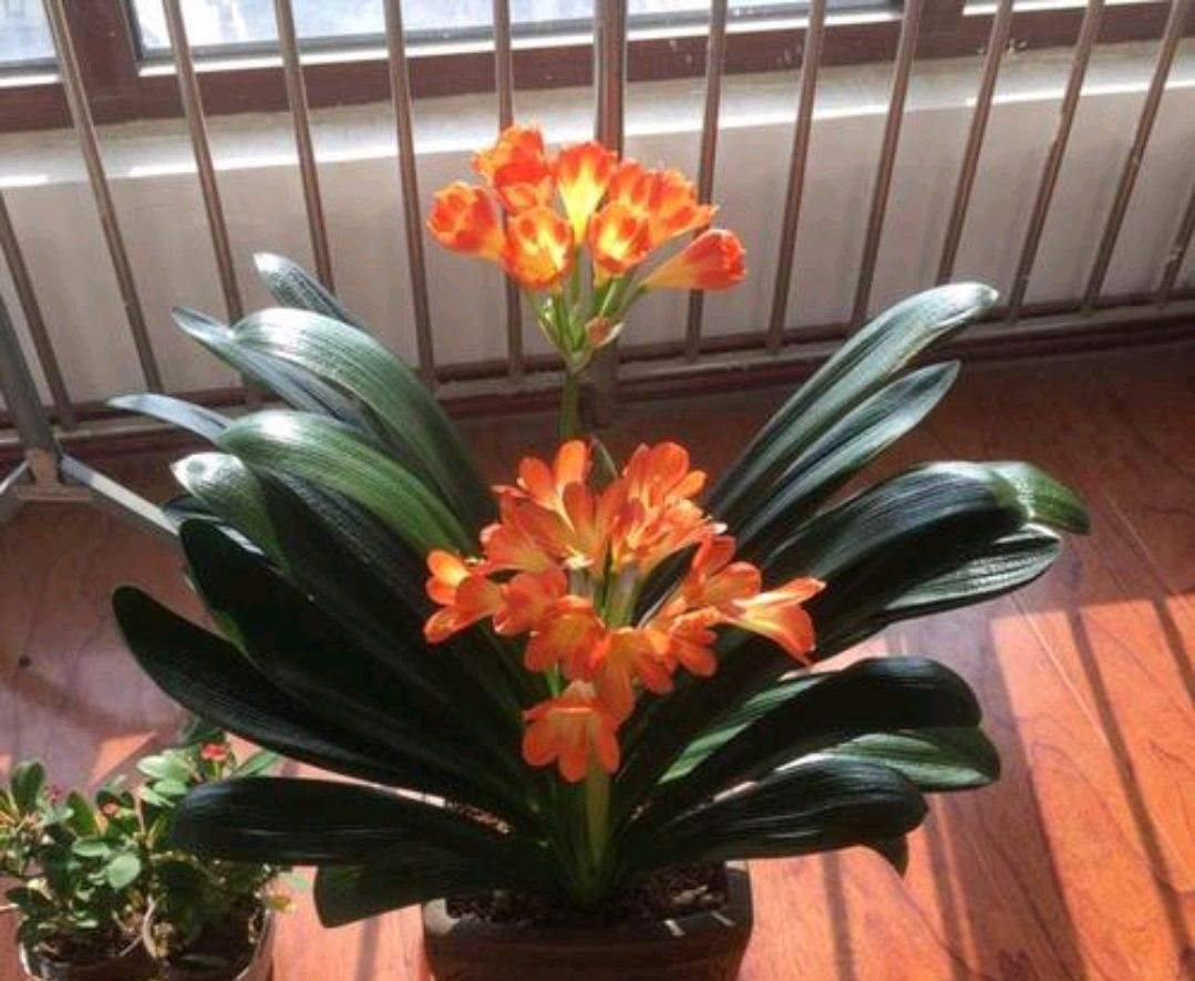 新手养护君子兰注意这三点,养君子兰避开3个误区叶大花又艳