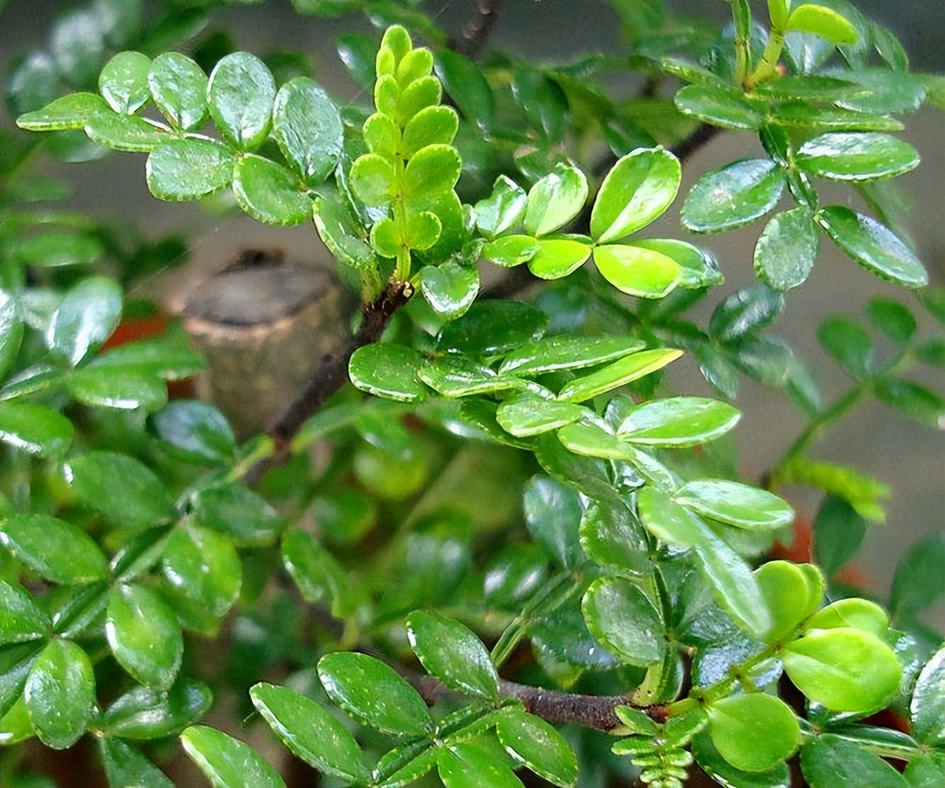 春天，遇见这叶子多摘点，养肝降春燥，随手烙成煎饼吃真香