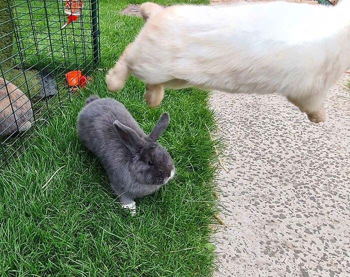 兔兔超可爱的真人照片,兔兔超可爱露脸照片