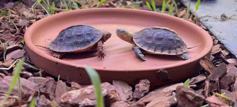 黄缘龟三年90克能分辨出公母吗,三年左右黄缘龟公母怎么区分