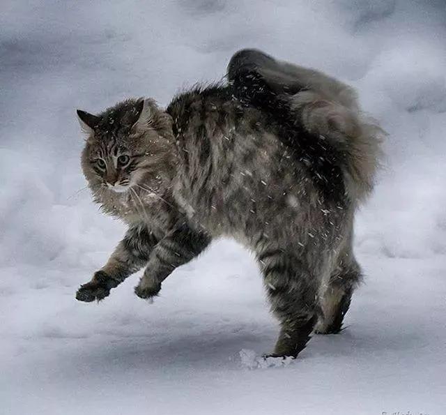 猫每天带你们认识不同品种的猫,猫咪品种知多少你都认识哪些猫