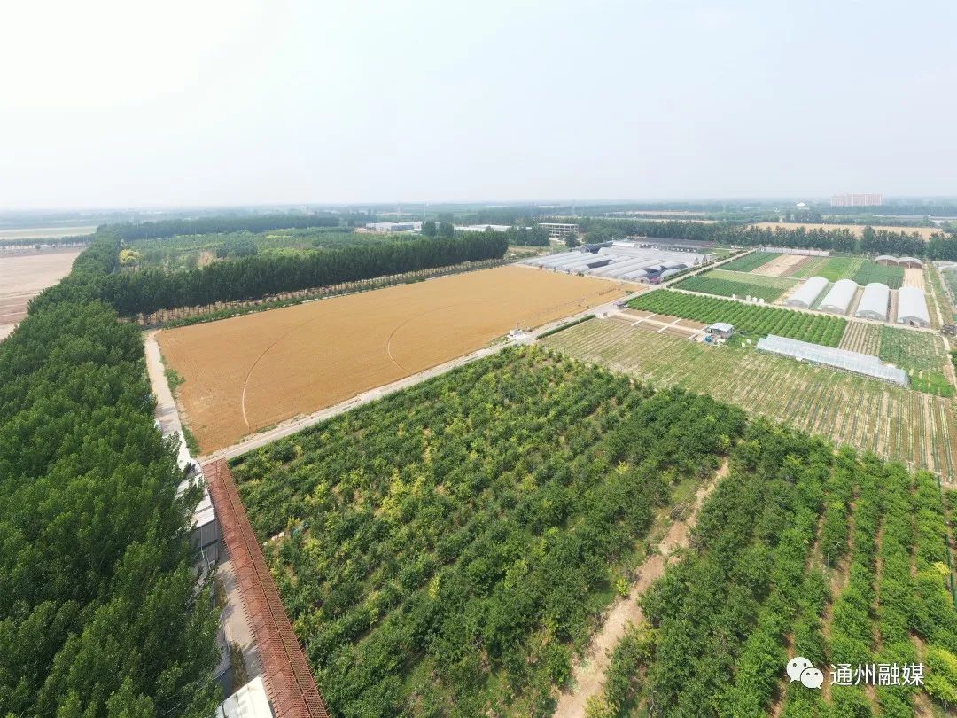 喜迎丰收！副中心助力“京字号”杂交小麦“留洋”