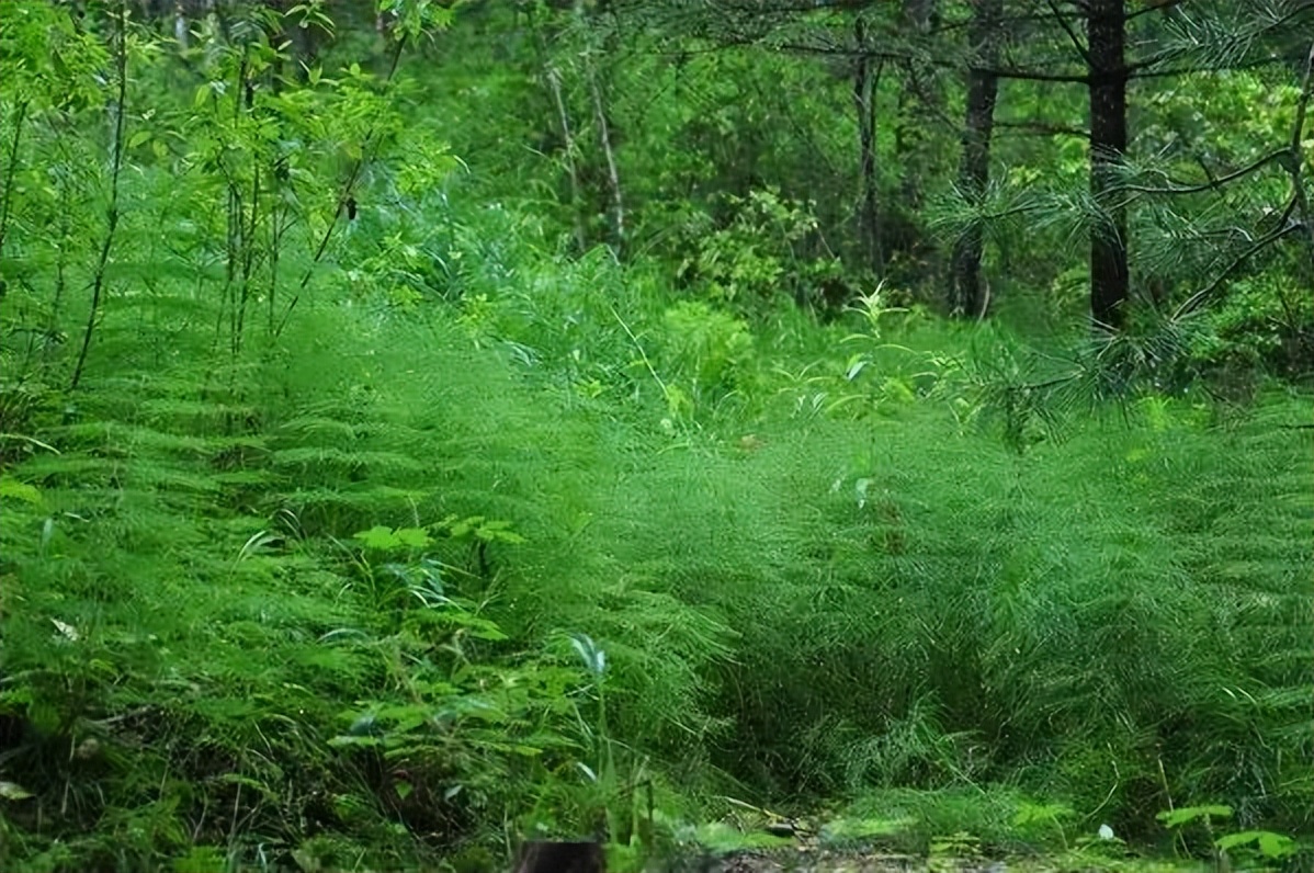 黑龙江省内自驾旅游线路推荐,黑龙江附近沿海城市开车自驾