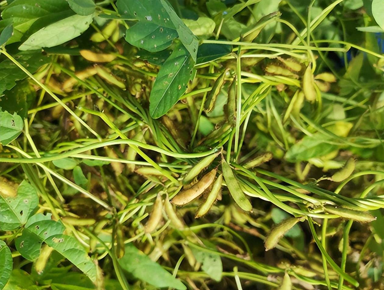 美国会不会停止对中国出口大豆,美国卡脖子最新信息