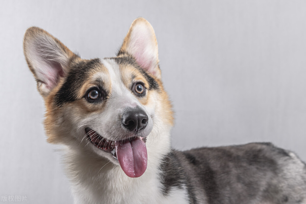 46年的狗今年多大了,怎么样分清狗的性别