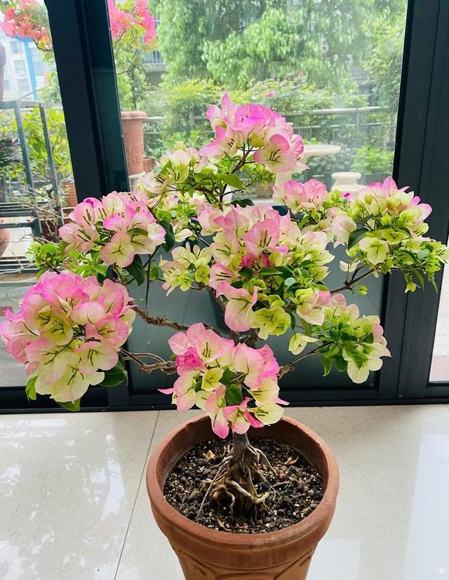 10种公认最好养的花三角梅,十种勤花三角梅