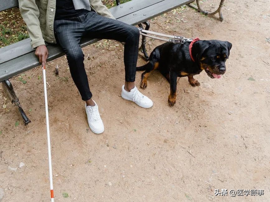 盲人的春天——视觉导航与虚拟陪伴系统