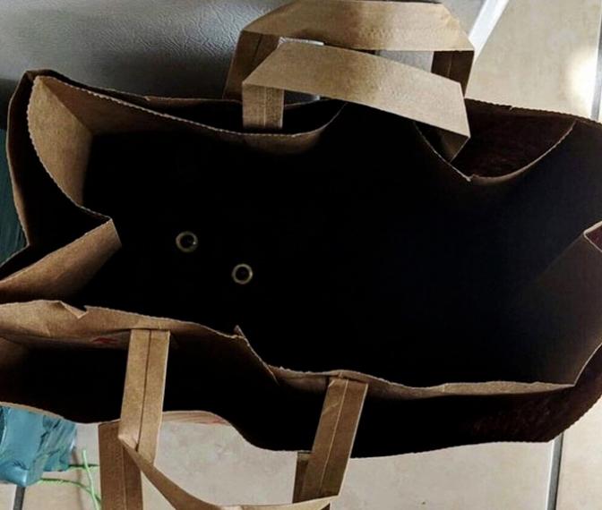 他们收养黑猫后，半年中了百万英镑？谁再说黑猫不吉利！