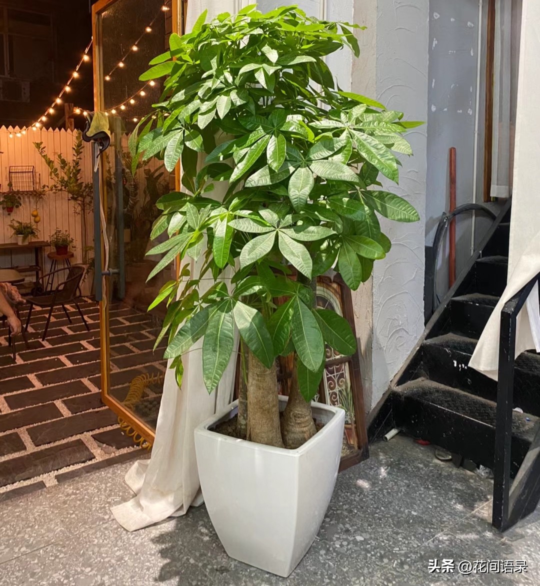 家里放一棵发财树运气真的好了吗,发财树摆在什么位置最旺财