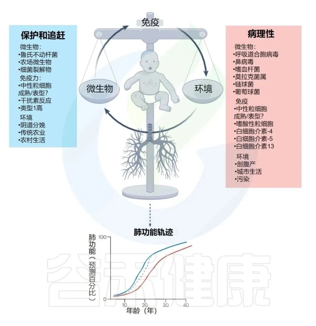早期呼吸道感染和免疫发育决定终生肺部健康