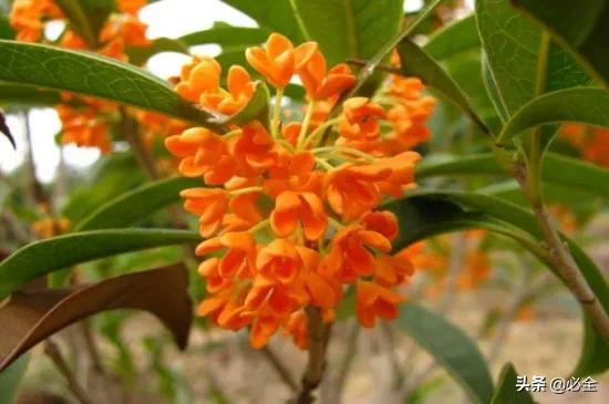 别墅豪宅4选一,别墅豪宅有哪些景观树