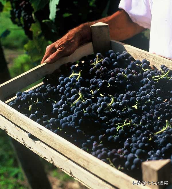 阿玛罗尼红酒值得拥有吗,意大利最具代表性的红酒