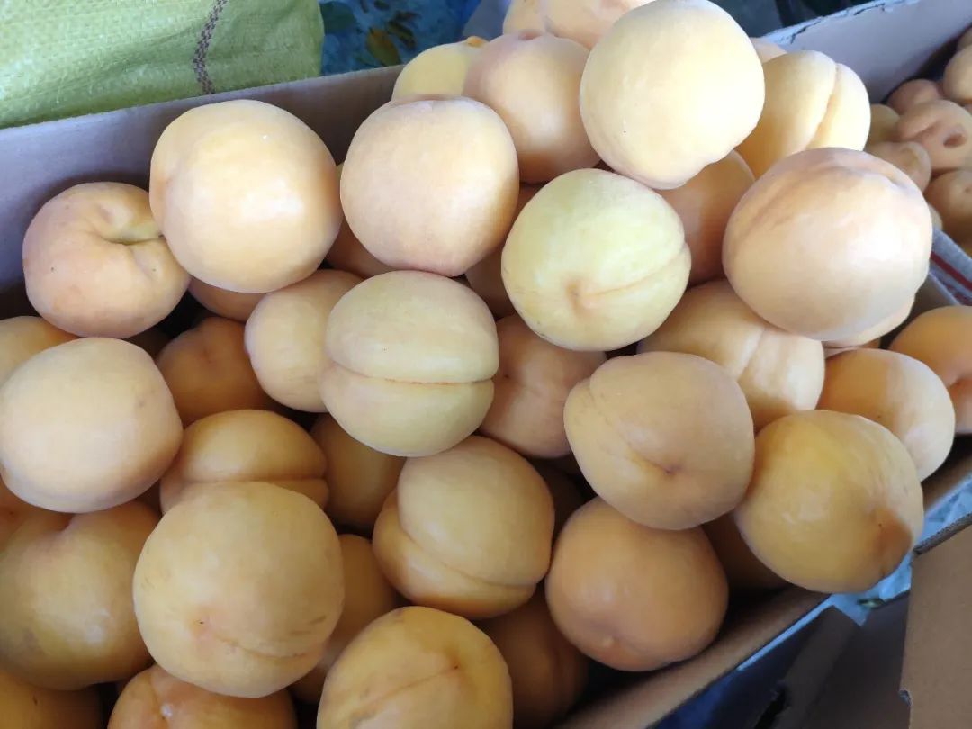 特色果业优质化发展,特色果业新政策