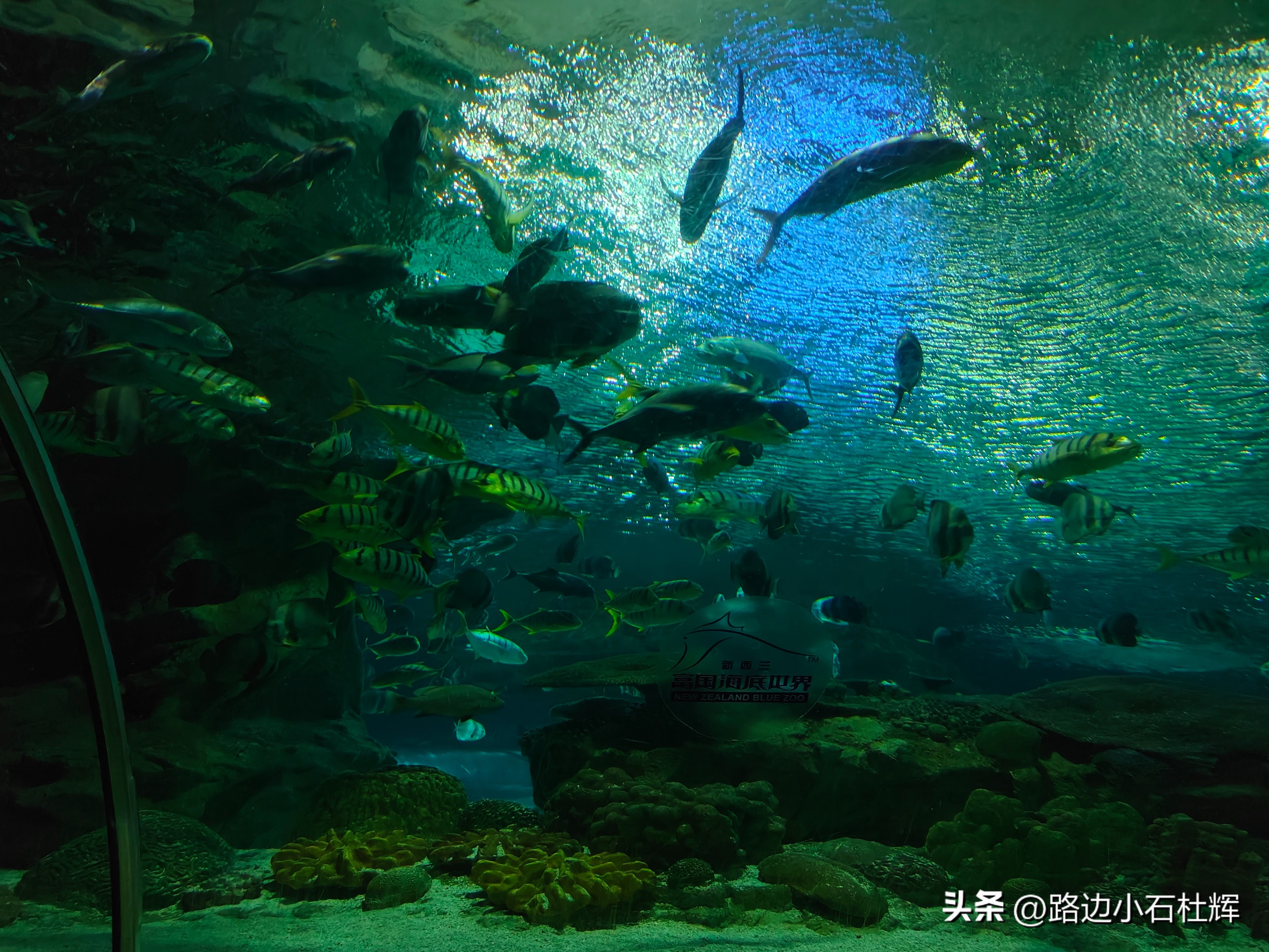 北京富国海底世界海洋水族馆,北京海洋馆和工体海洋世界