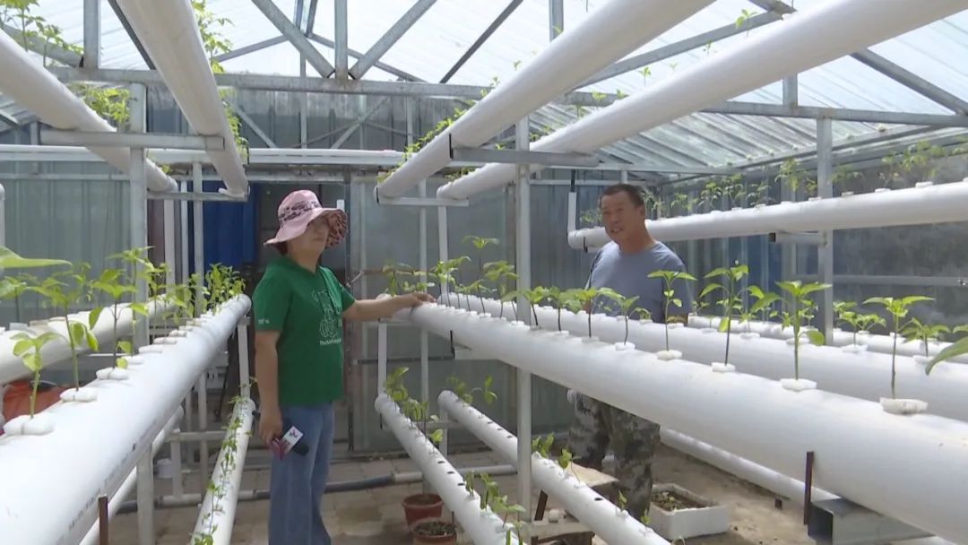 八十七团七连：“无土栽培”日光温室推动庭院经济提质增效