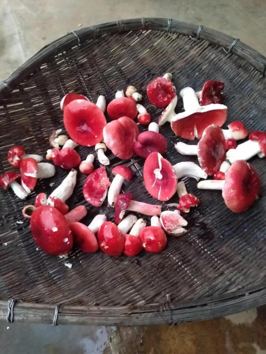 云南野生红菇做法,云南野生红菇种植