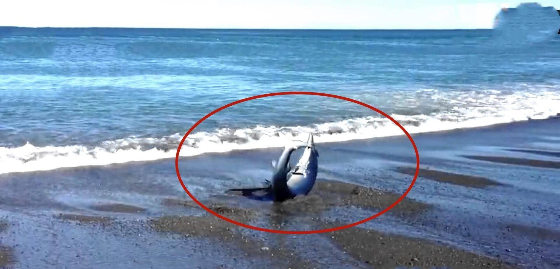 人类遇到鲨鱼如何自救,人类救助搁浅鲸鱼成功案例