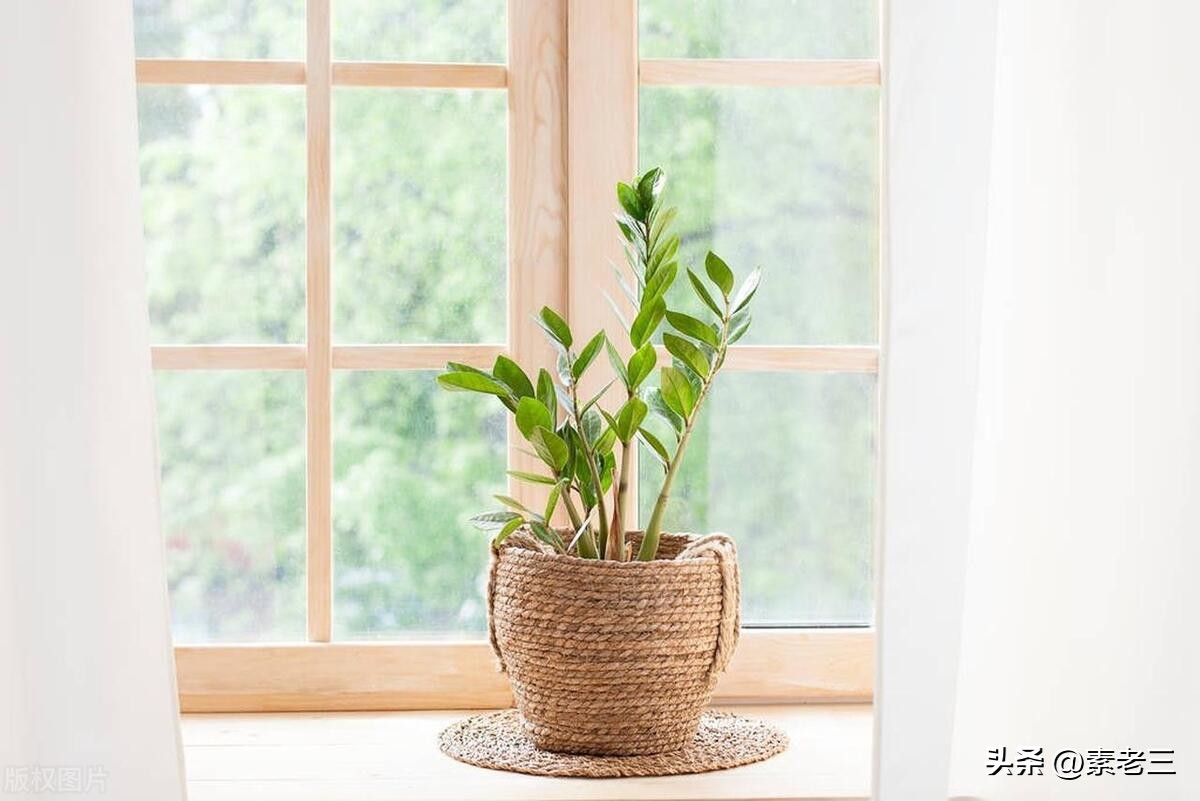 女作家去做保姆119,女作家去做保姆378