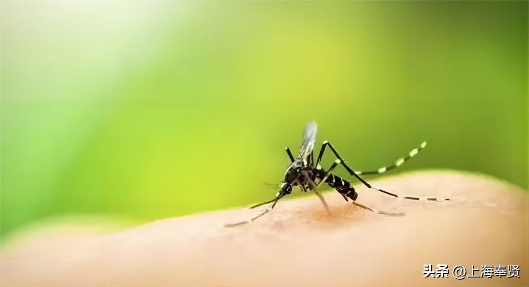 夏季被虫子咬了怎么办,夏季皮肤病攻略虫咬感染篇