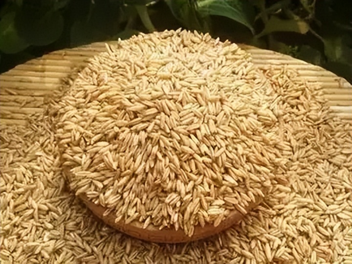 吃燕麦有什么好处？医生小课堂：血糖高的人应该如何挑选燕麦？