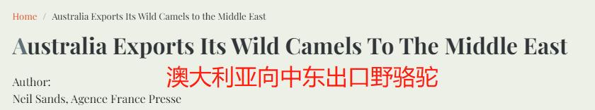 把骆驼卖给阿拉伯人，朋友两年赚出了七套房