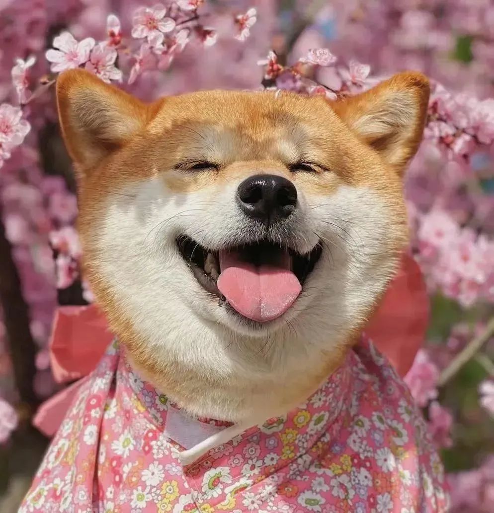 养一只小狗对孩子有什么好处,养只小狗对孩子成长的意义