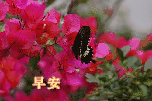 微信最美早晨问候祝福图片带字,早上好最漂亮微信表情祝福图片